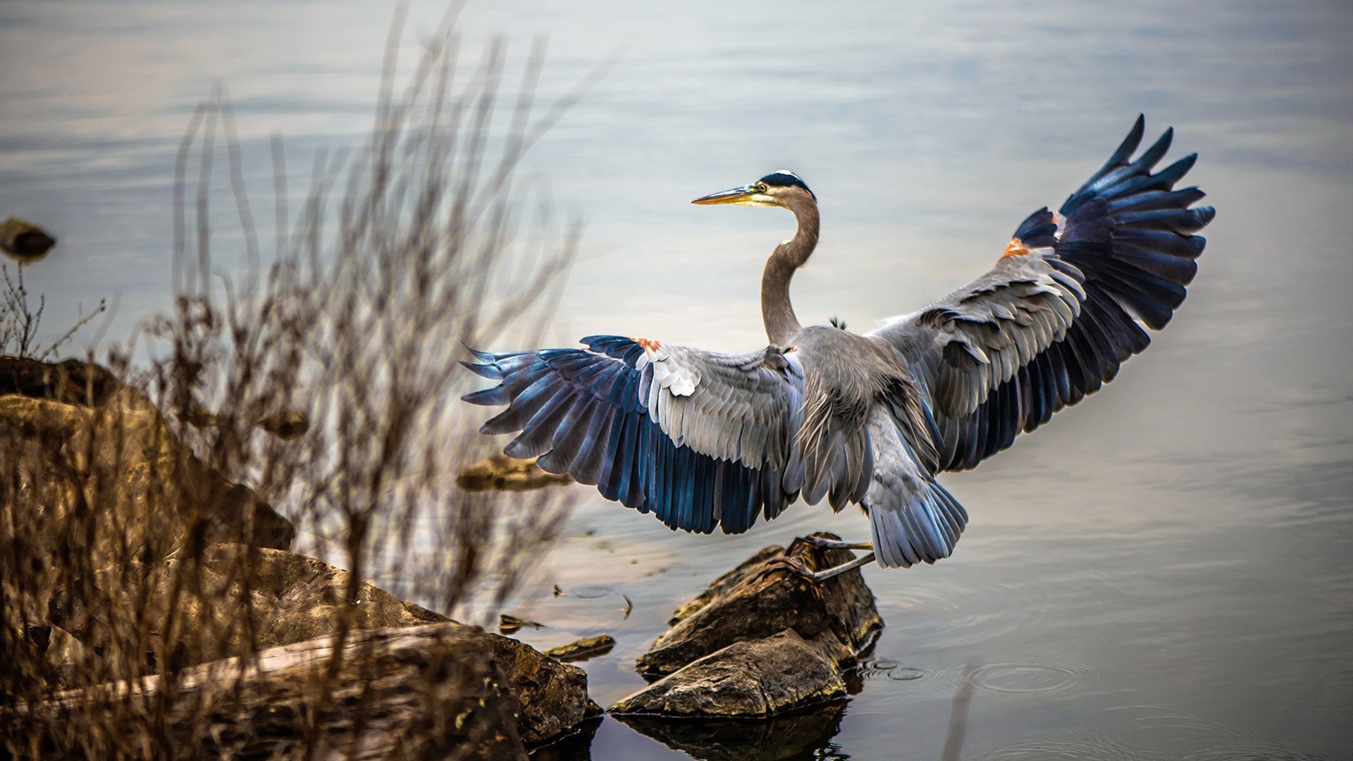 “橄榄球日”全民参与热情高涨